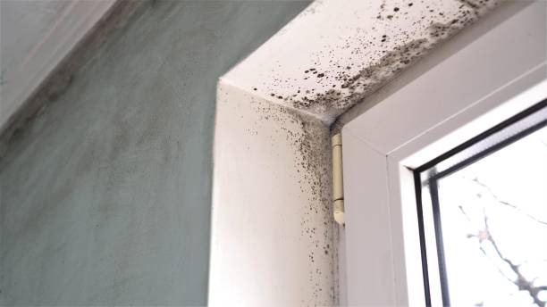 Best Water Damage & Mold Remediation  in Edgerton, MN