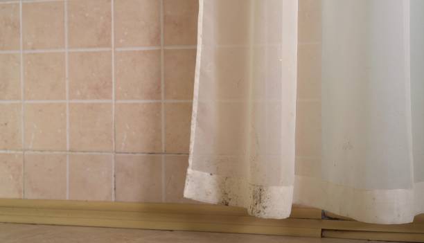 Best Attic Mold Removal  in Edgerton, MN