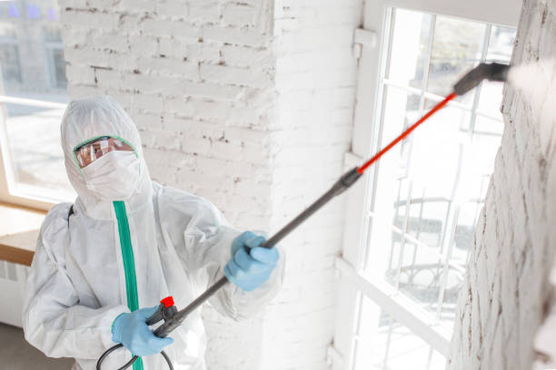 Best Mold Damage Restoration  in Edgerton, MN