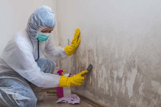 Asbestos and Lead Testing During Mold Inspection in Edgerton, MN