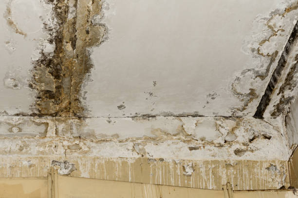 Best Mold Prevention Services  in Edgerton, MN