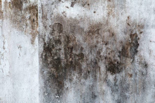 Dehumidification Services in Edgerton, MN