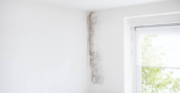Edgerton, MN Mold Removal Company