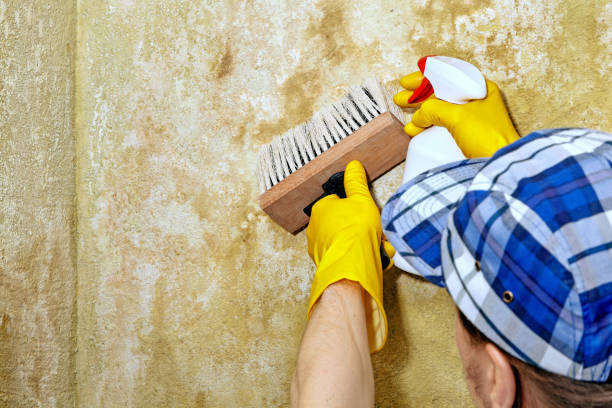 Best Water Damage & Mold Remediation  in Edgerton, MN
