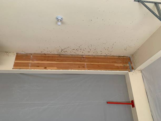 Best Biohazard Mold Removal  in Edgerton, MN
