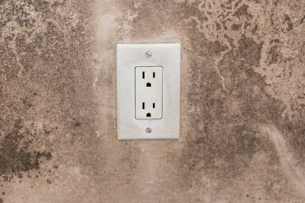 Best Black Mold Removal  in Edgerton, MN