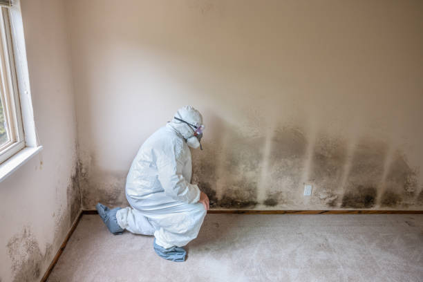 Best Airborne Mold Testing  in Edgerton, MN
