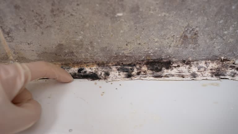 Best Mold Odor Removal Services  in Edgerton, MN
